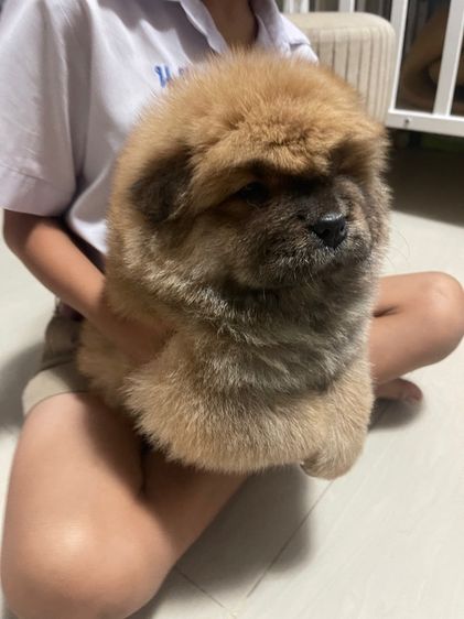 หมาเชาว์ รูปที่ 3