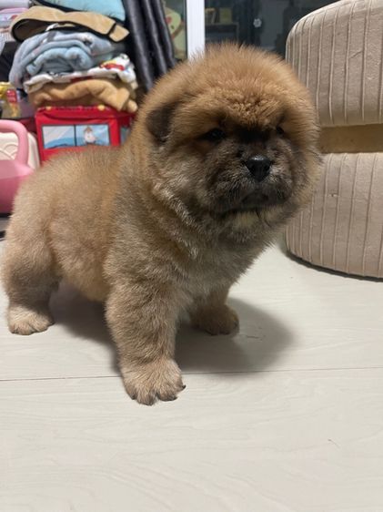 หมาเชาว์ รูปที่ 4