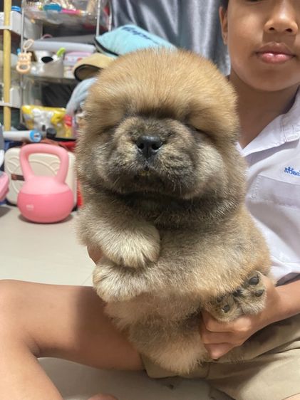 เชาเชา (Chow Chow) กลาง หมาเชาว์