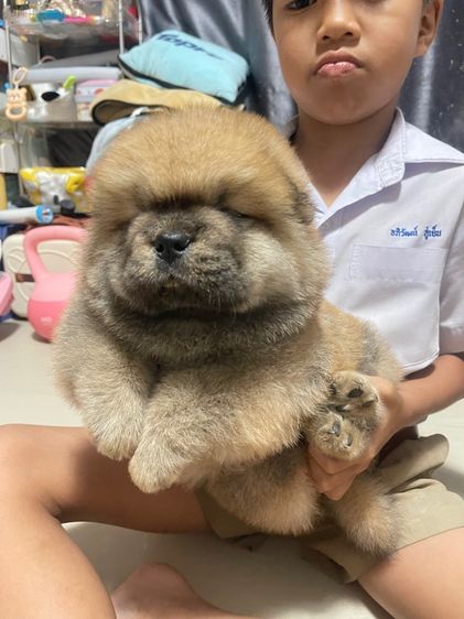 หมาเชาว์ รูปที่ 3