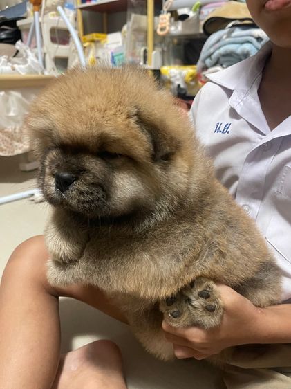 หมาเชาว์ รูปที่ 2