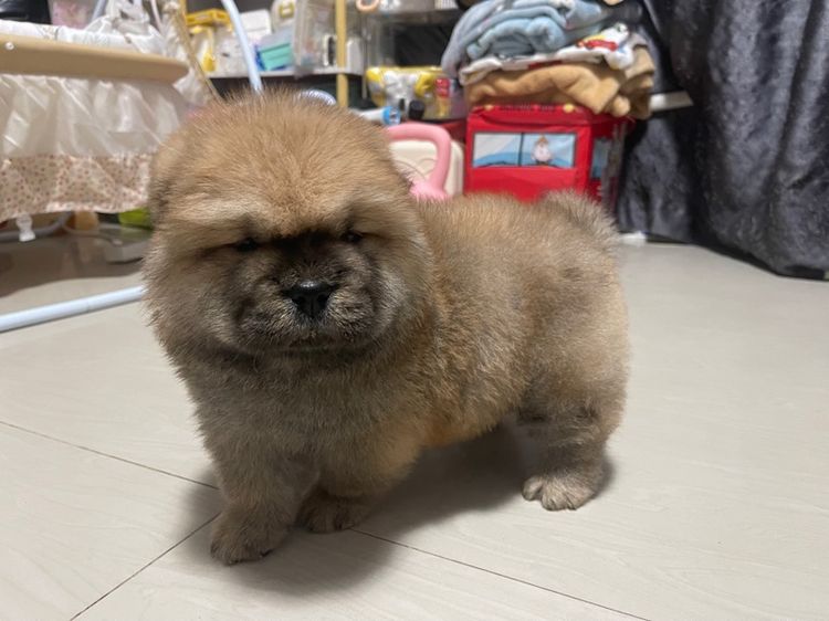 หมาเชาว์ รูปที่ 4