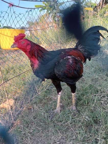 ไก่หนุ่มพม่า