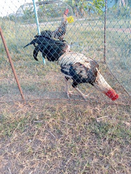 ไก่หนุ่มพม่า