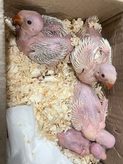 อื่นๆ ลูกป้อนริงเนค 