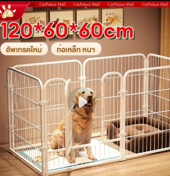 กรงสีขาว รูปที่ 2