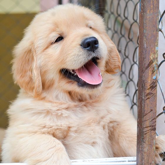 ขายลูกโกลเด้นแท้ ลูกโกลเด้นรีทรีฟเวอร์ พร้อมส่งลูกค้า กรุงเทพฯ นนทบุรี ปทุมธานี สมุทรปราการ ชลบุรี ระยอง โคราช สระบุรี ฉะเชิงเทรา นครนายก ฯล