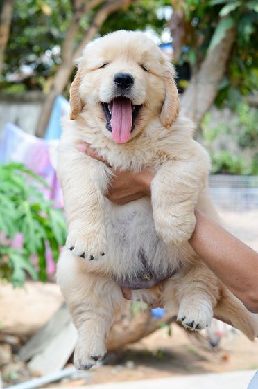 ขายลูกโกลเด้นแท้ ลูกโกลเด้นรีทรีฟเวอร์ พร้อมส่งลูกค้า กรุงเทพฯ นนทบุรี ปทุมธานี สมุทรปราการ ชลบุรี ระยอง โคราช สระบุรี ฉะเชิงเทรา นครนายก ฯล รูปที่ 4