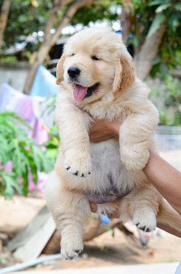 ขายลูกโกลเด้นแท้ ลูกโกลเด้นรีทรีฟเวอร์ พร้อมส่งลูกค้า กรุงเทพฯ นนทบุรี ปทุมธานี สมุทรปราการ ชลบุรี ระยอง โคราช สระบุรี ฉะเชิงเทรา นครนายก ฯล รูปที่ 3