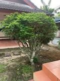 ต้นไม้จริง ขายต้นพุดศุภโชค ทรงพุ่ม สูงประมาณ1.2เมตร