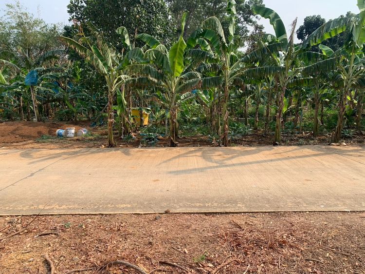 ที่ดิน รูปที่ 3