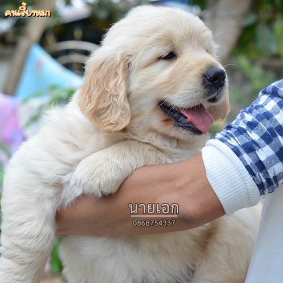 ขายลูกโกลเด้นแท้ ลูกโกลเด้นรีทรีฟเวอร์ พร้อมส่งลูกค้า กรุงเทพฯ นนทบุรี ปทุมธานี สมุทรปราการ ชลบุรี ระยอง โคราช สระบุรี ฉะเชิงเทรา นครนายก ฯล รูปที่ 2