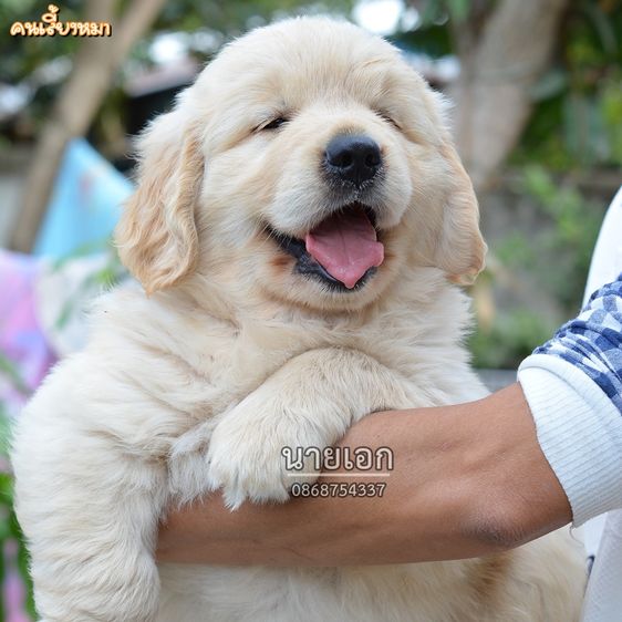 โกลเด้นรีทรีฟเวอร์ (Golden Retriever) ใหญ่ ขายลูกโกลเด้นแท้ ลูกโกลเด้นรีทรีฟเวอร์ พร้อมส่งลูกค้า กรุงเทพฯ นนทบุรี ปทุมธานี สมุทรปราการ ชลบุรี ระยอง โคราช สระบุรี ฉะเชิงเทรา นครนายก ฯล