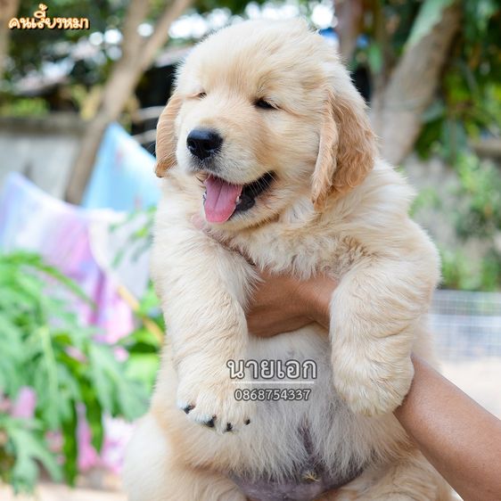 ขายลูกโกลเด้นแท้ ลูกโกลเด้นรีทรีฟเวอร์ พร้อมส่งลูกค้า กรุงเทพฯ นนทบุรี ปทุมธานี สมุทรปราการ ชลบุรี ระยอง โคราช สระบุรี ฉะเชิงเทรา นครนายก ฯล รูปที่ 4