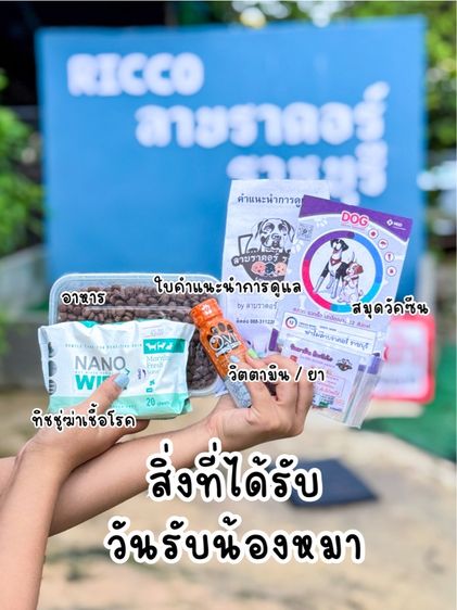 โปร‼️ลาบราดอร์แท้ สีช็อค เพศเมีย สายแชมป์ รูปที่ 12