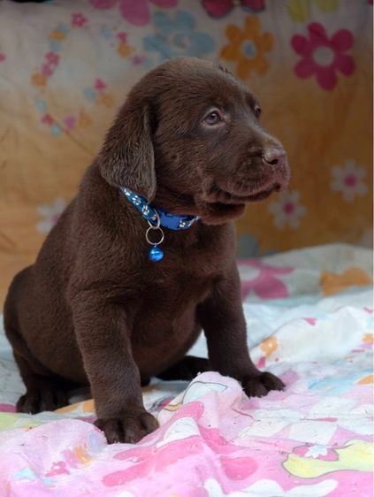 โปร‼️ลาบราดอร์แท้ สีช็อค เพศเมีย สายแชมป์ รูปที่ 3