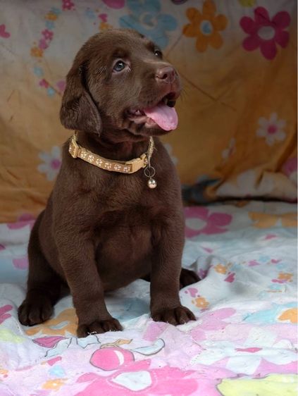 ลาบราดอร์ (Labrador) ใหญ่ โปร‼️ลาบราดอร์แท้ สีช็อค เพศเมีย สายแชมป์