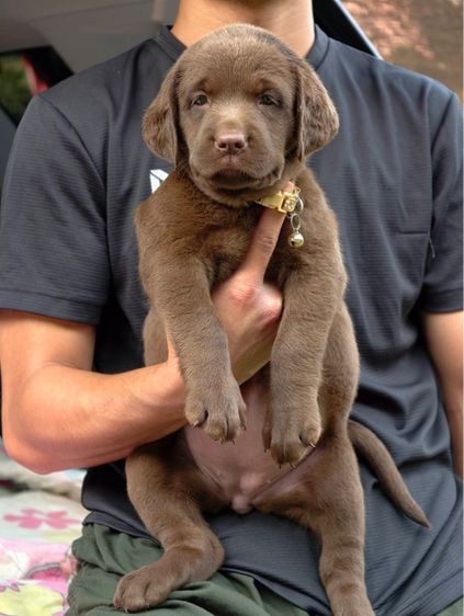 โปร‼️ลาบราดอร์แท้ สีช็อค เพศเมีย สายแชมป์ รูปที่ 2