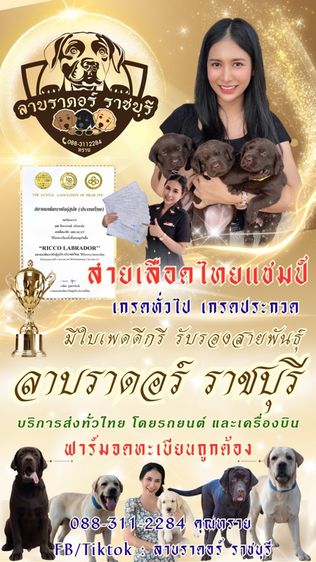 โปร‼️ลาบราดอร์แท้ สีช็อค เพศเมีย สายแชมป์ รูปที่ 11