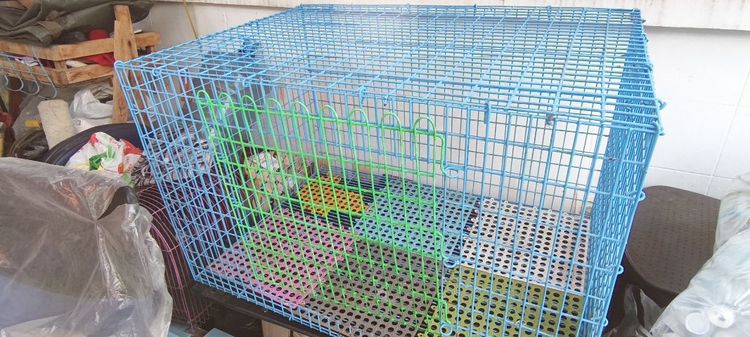 กรงกระต่าย รูปที่ 2