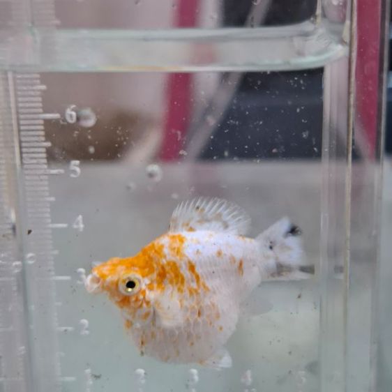 ร้านปลาบาลูนสายพันนอก รูปที่ 3