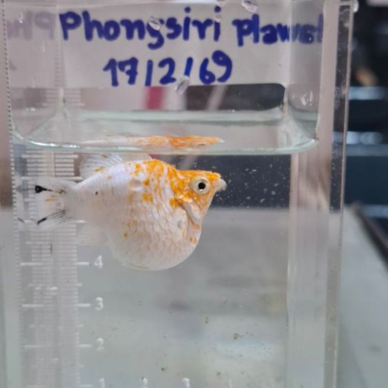 ร้านปลาบาลูนสายพันนอก