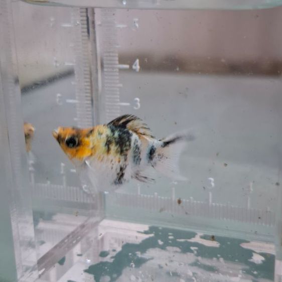 ปลาบาลูนสายพันนอก รูปที่ 8