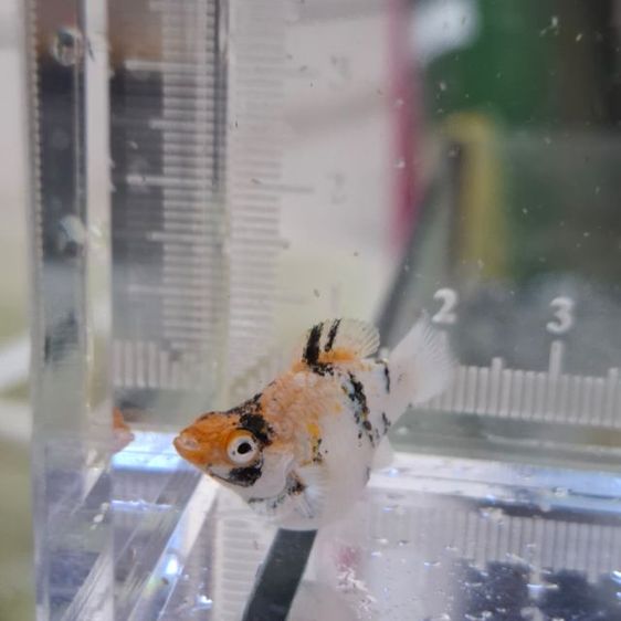 ปลาบาลูนสายพันนอก รูปที่ 3