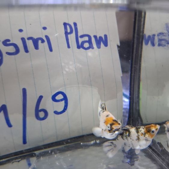 ปลาบาลูนสายพันนอก