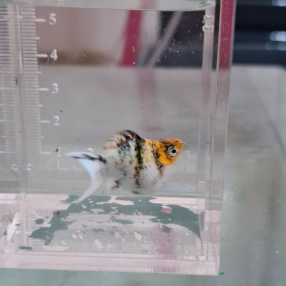 ปลาบาลูนสายพันนอก รูปที่ 9