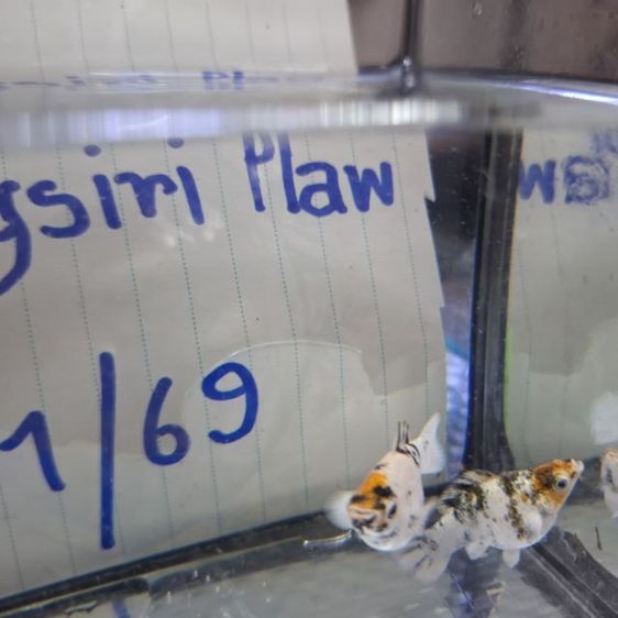 ปลาบาลูนสายพันนอก รูปที่ 5