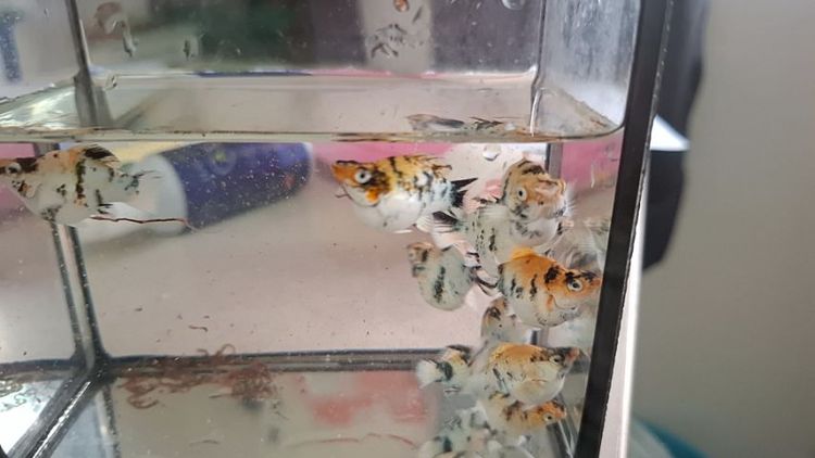 ปลาบาลูนสายพันนอก รูปที่ 6