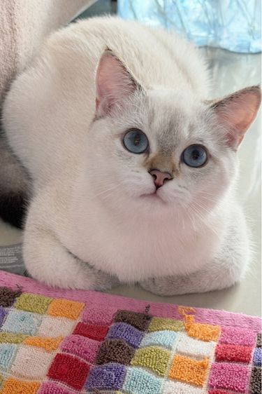 หนุ่มน้อยบริติซค รูปที่ 2