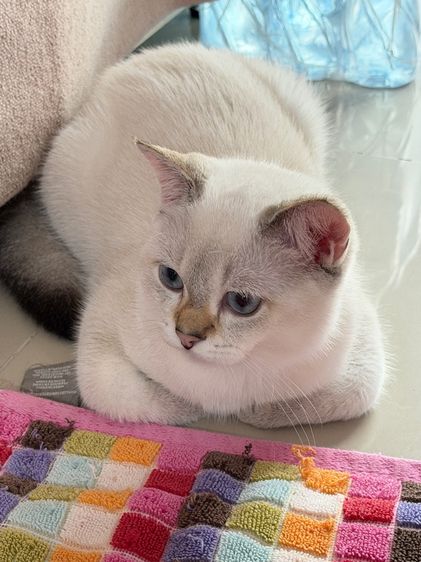 หนุ่มน้อยบริติซค รูปที่ 3