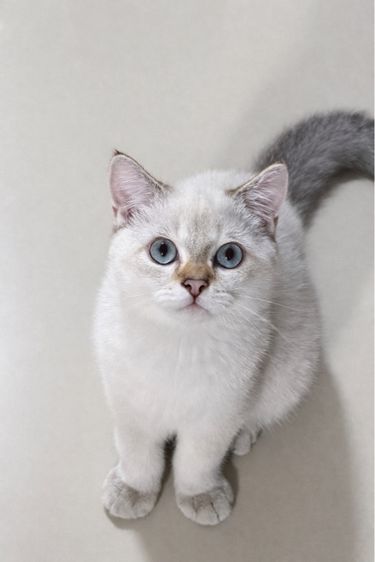 บริติช ชอร์ตแฮร์ (British Shorthair) หนุ่มน้อยบริติซค
