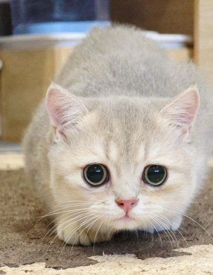 ดช British 3เดือน รูปที่ 2