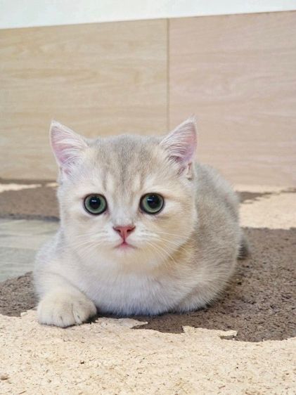 บริติช ชอร์ตแฮร์ (British Shorthair) ดช British 3เดือน