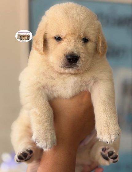 โกลเด้นรีทรีฟเวอร์ (Golden Retriever) ใหญ่ โกลเด้นรีทรีฟเวอร์