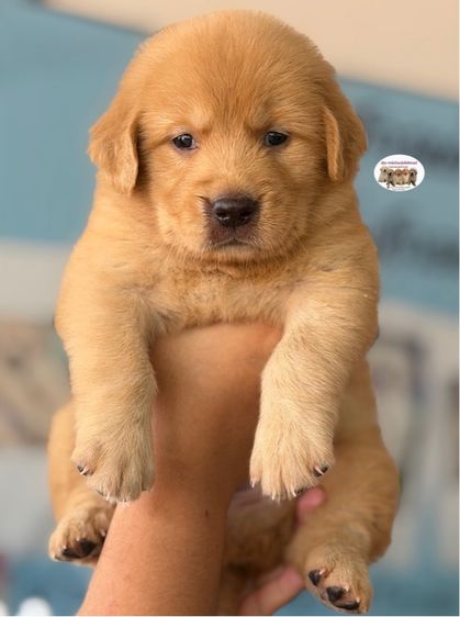 โกลเด้นรีทรีฟเวอร์ (Golden Retriever) ใหญ่ โกลเด้นรีทรีฟเวอร์
