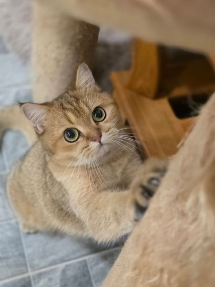 บริติช ชอร์ตแฮร์ (British Shorthair) ลดประชากร British แท้ ญ 11เดือน