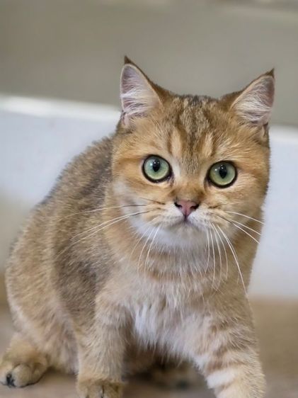 ลดประชากร British แท้ ญ 11เดือน รูปที่ 4