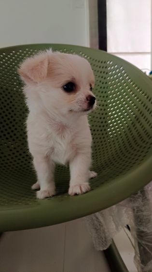 ชิวาวาแท้ เพศเมีย รูปที่ 3