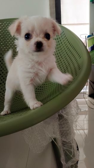 ชิวาวาแท้ เพศเมีย รูปที่ 4