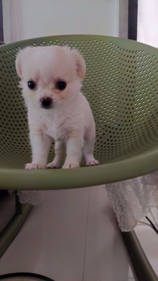 ชิวาวาแท้ เพศเมีย รูปที่ 8