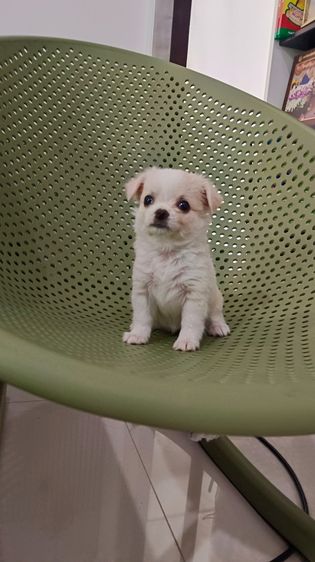 ชิวาวาแท้ เพศเมีย รูปที่ 7