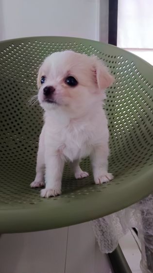 ชิวาวาแท้ เพศเมีย รูปที่ 2