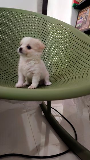 ชิวาวาแท้ เพศเมีย รูปที่ 6