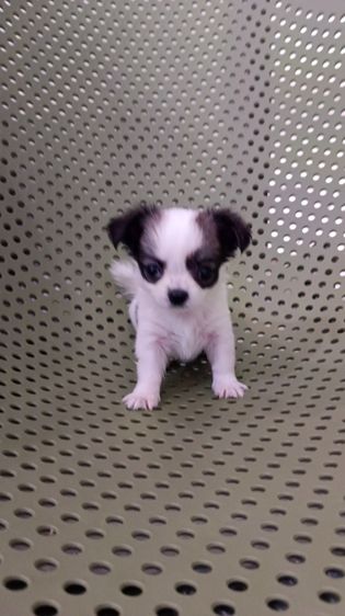 แท้ชิวาวา สีขาวดำ รูปที่ 2