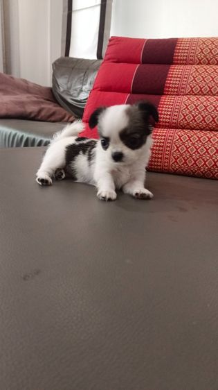 แท้ชิวาวา สีขาวดำ รูปที่ 4