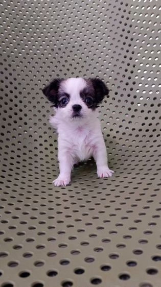 แท้ชิวาวา สีขาวดำ รูปที่ 7